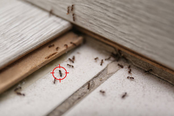 Best Flea Control Services  in Somerset, OH