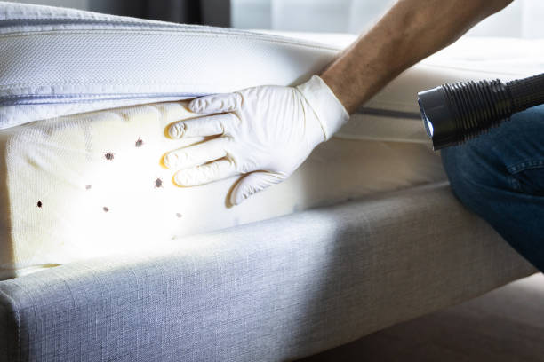 Best Insect Control  in Somerset, OH